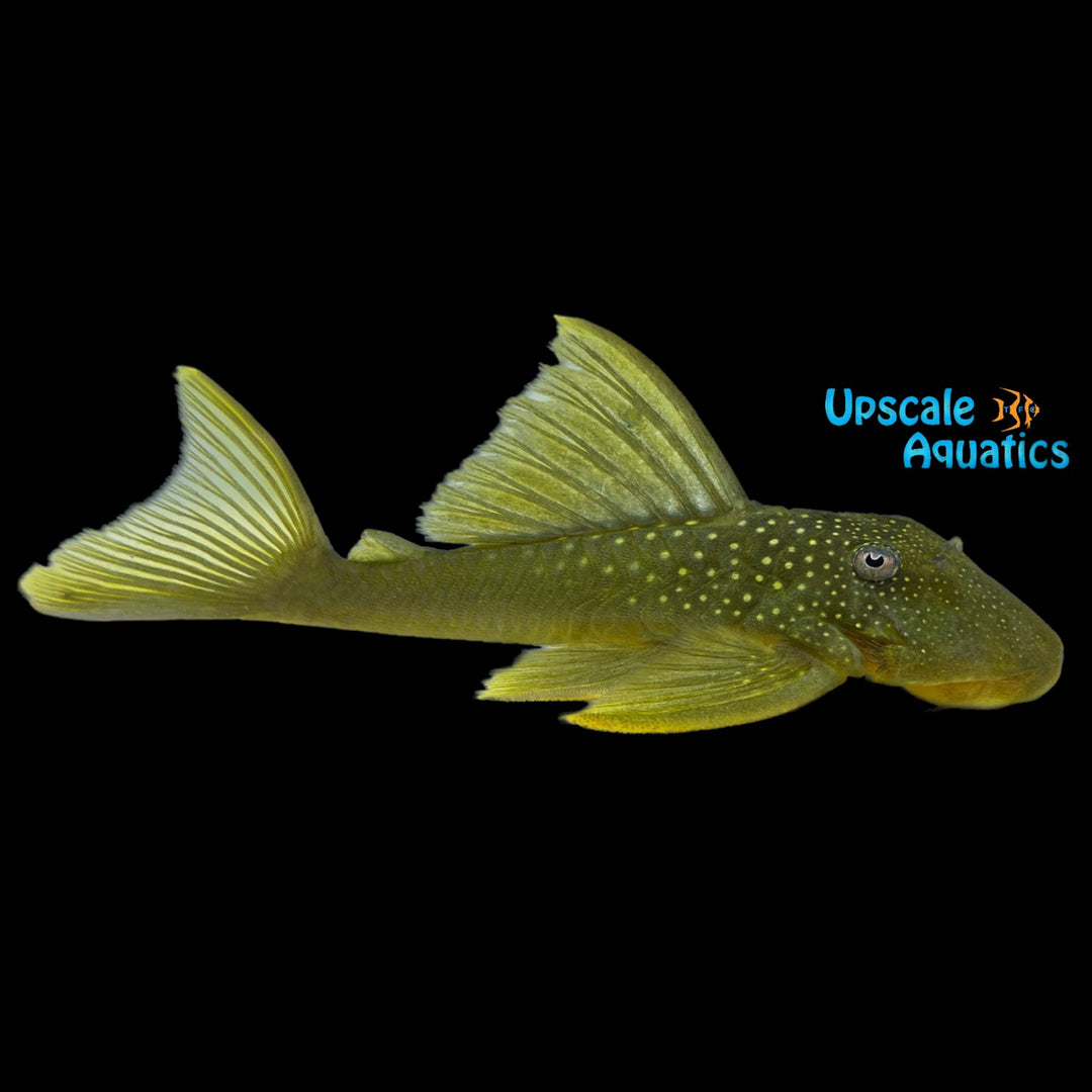 Green Phantom Pleco L200 (Hemiancistrus subviridis)