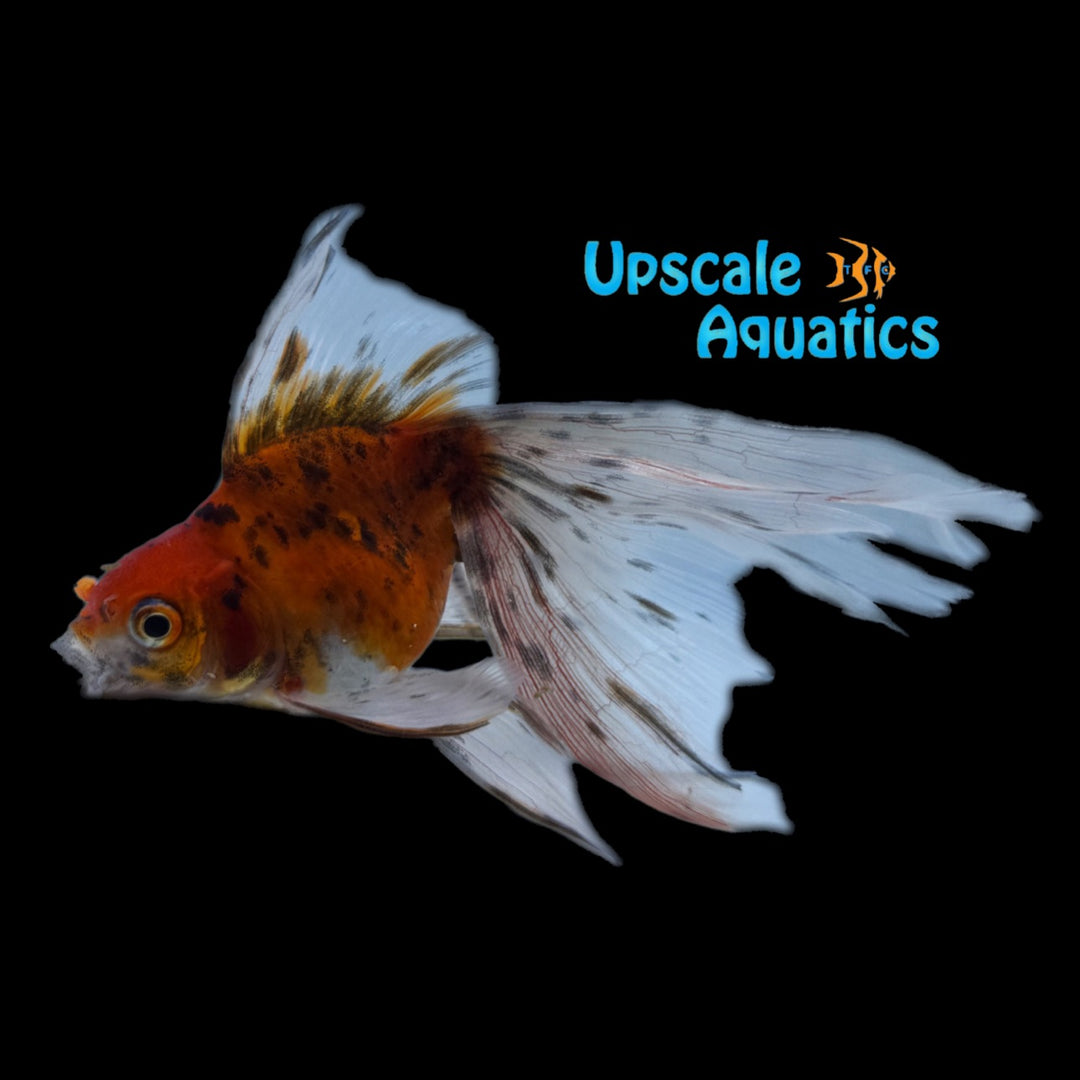Assorted Longfin Ryukin Goldfish (Carassius auratus)