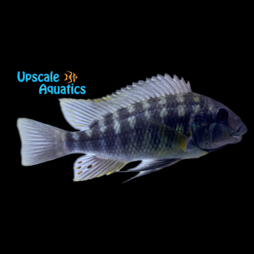 Petrochromis Famula