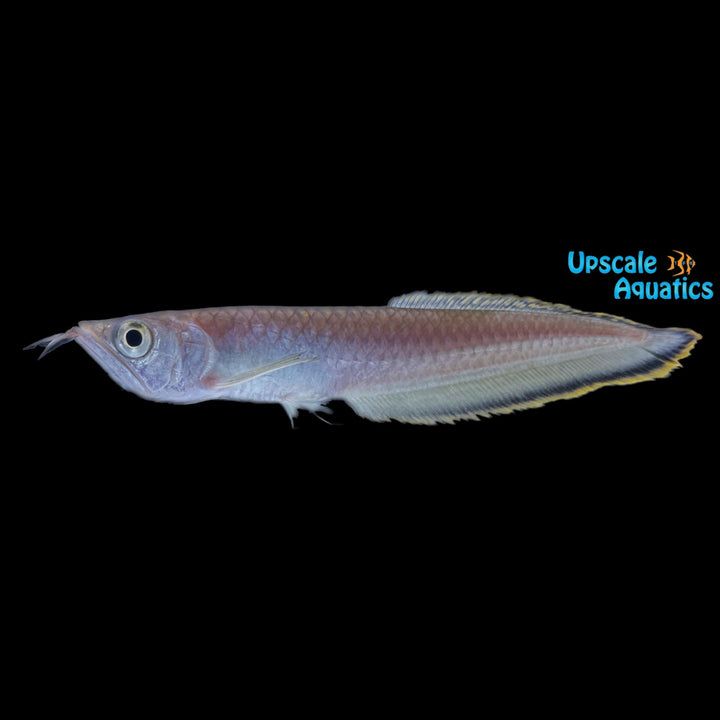 Black Arowana (Osteoglossum ferreirai)