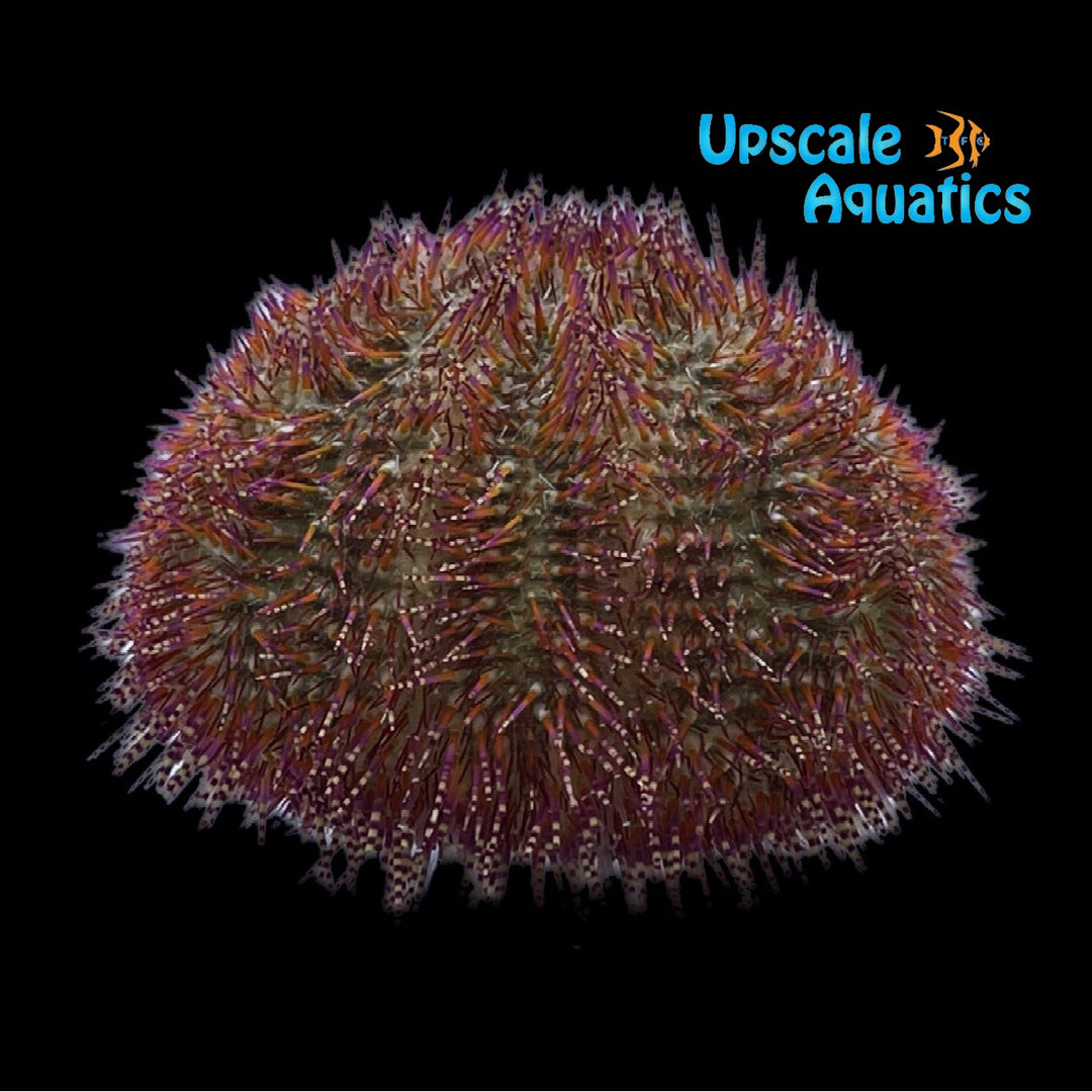 Red Bell's Urchin (Salmacis bicolor)