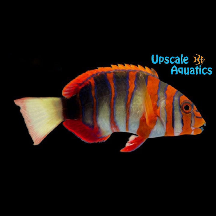 Harlequin Tusk - Australian (Choerodon fasciatus)