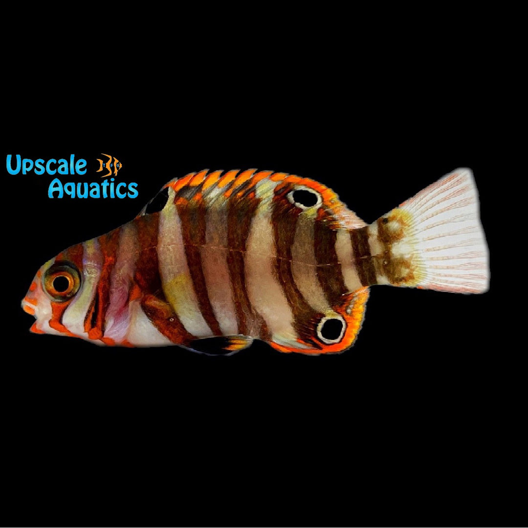 Harlequin Tusk - Australian 'Captive Bred' (Choerodon fasciatus)
