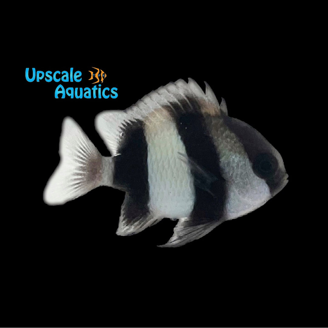 Three Stripe Damsel (Dascyllus aruanus)