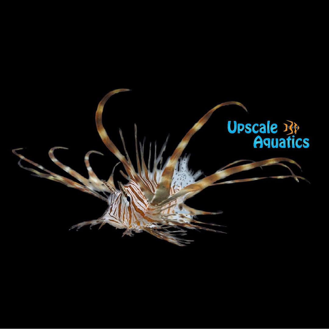 Miles Lionfish (Pterois miles)