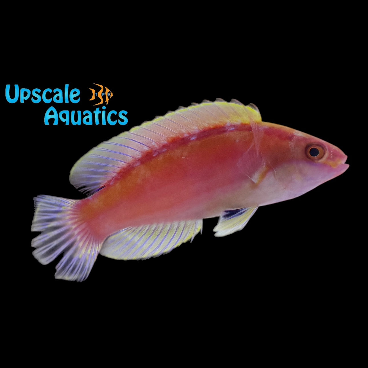 Rose Band Fairy Wrasse (Cirrhilabrus roseafascia) – Upscale Aquatics