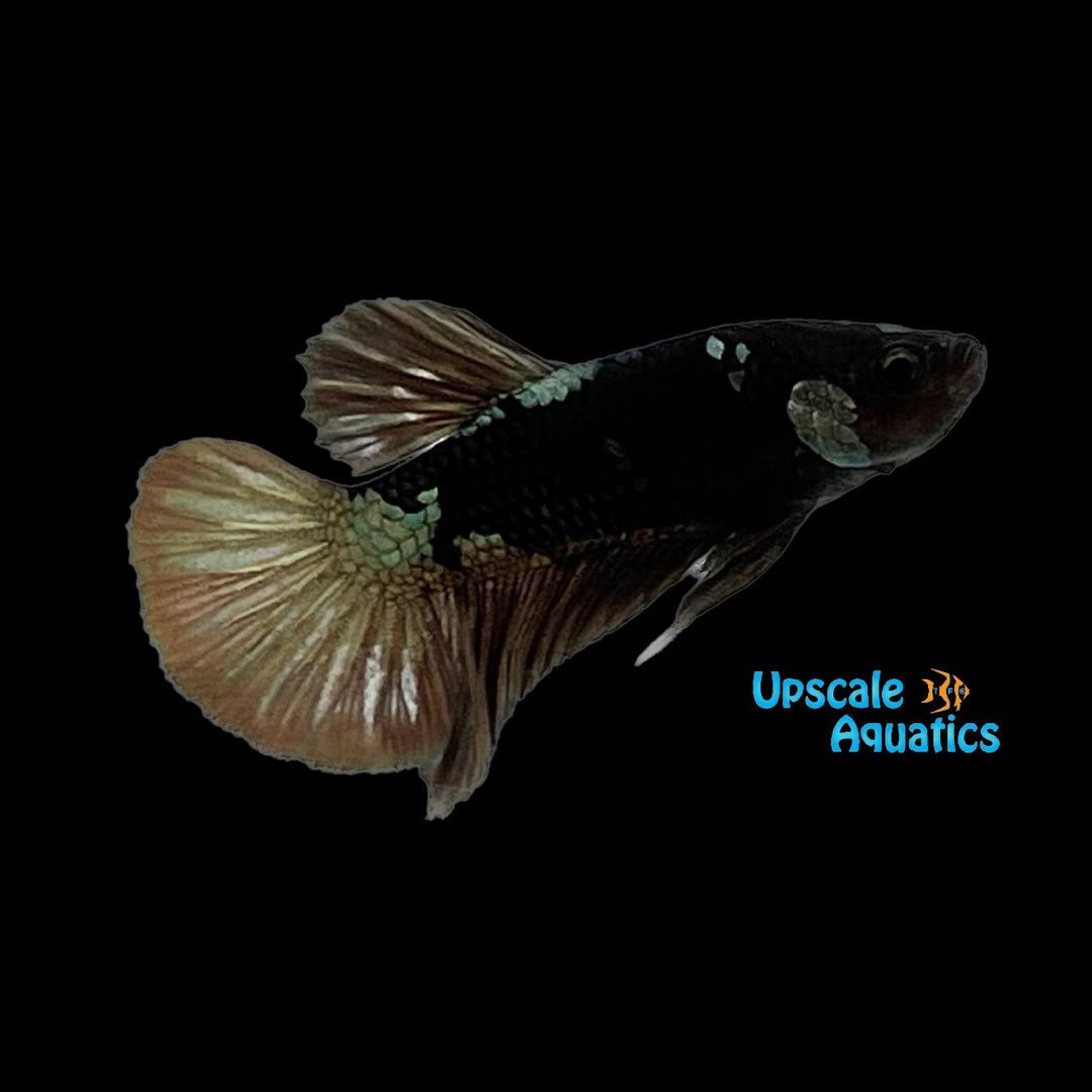 Black Copper Plakat Betta - Male (Betta splendens)