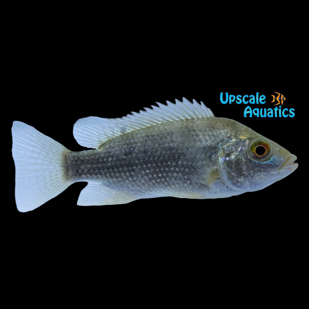 Tanganyika Tilapia (Oreochromis tanganicae)