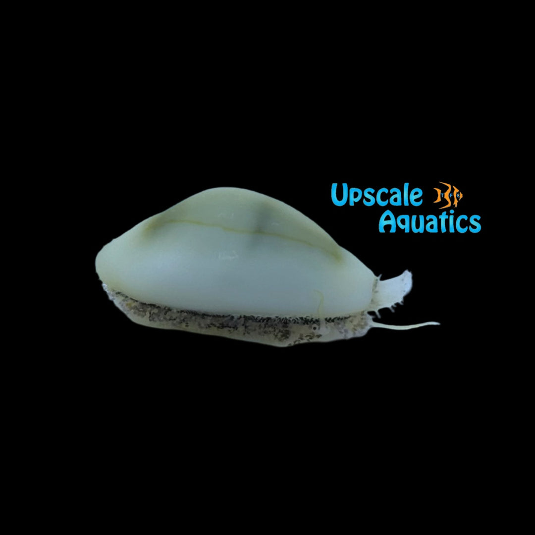 Money Cowrie (Monetaria moneta)