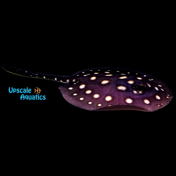 Black Diamond Stingray - Captive Bred (Potamotrygon leopoldi)