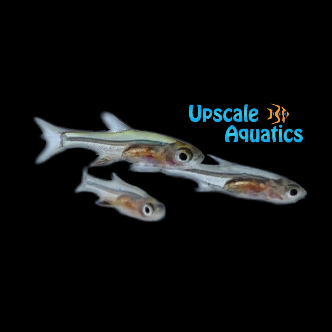 Neon Green Rasbora (Sundadanio axelrodi)