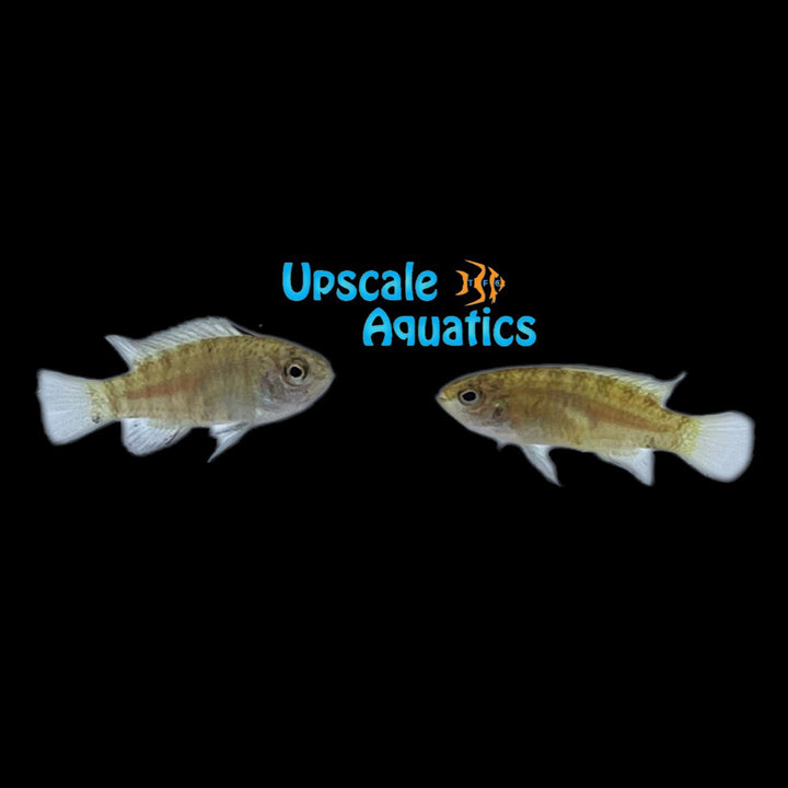 Black Tiger Badis (Dario sp. Pyjamas)