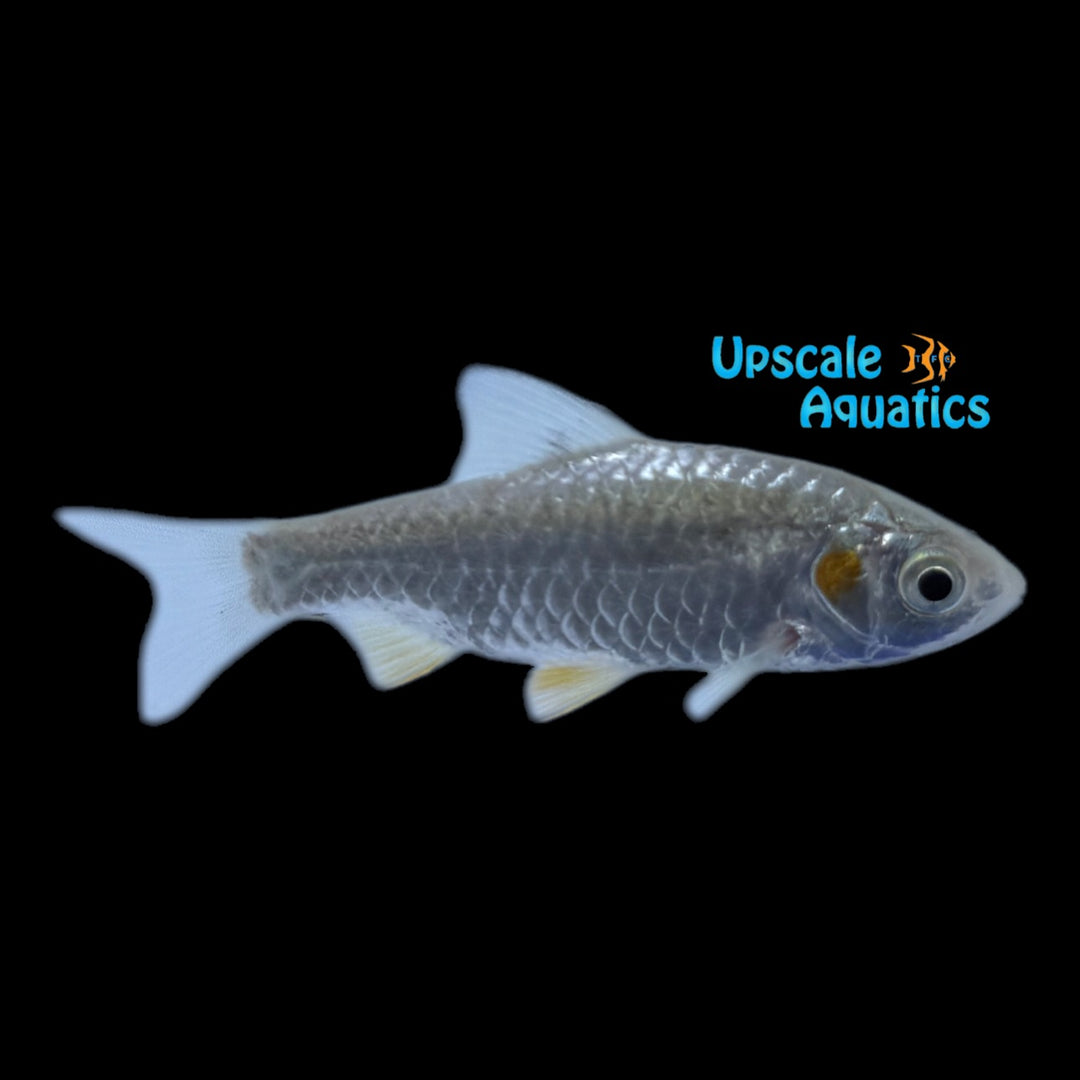 Stigma Barb (Puntius sophore)