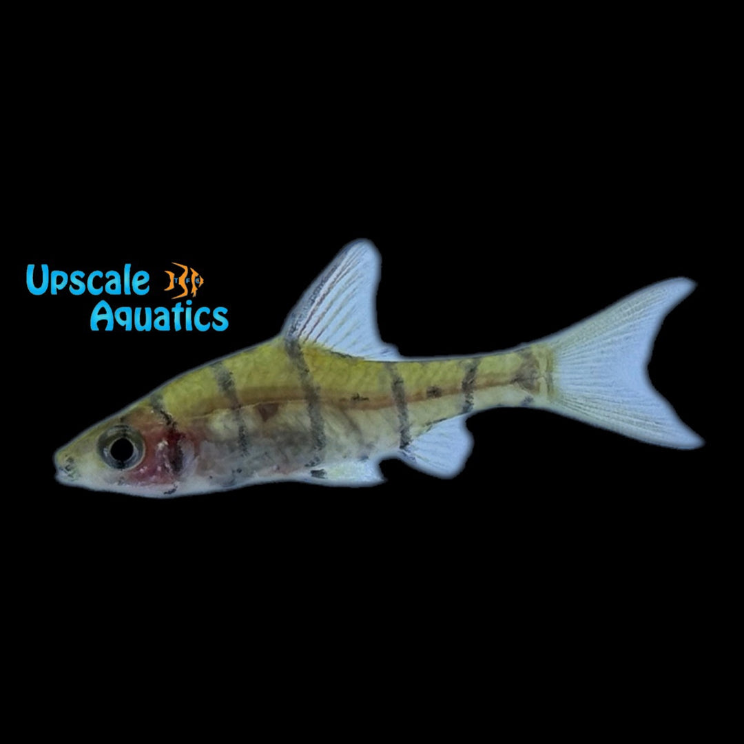 Eight Banded Barb (Eirmotus octozona)