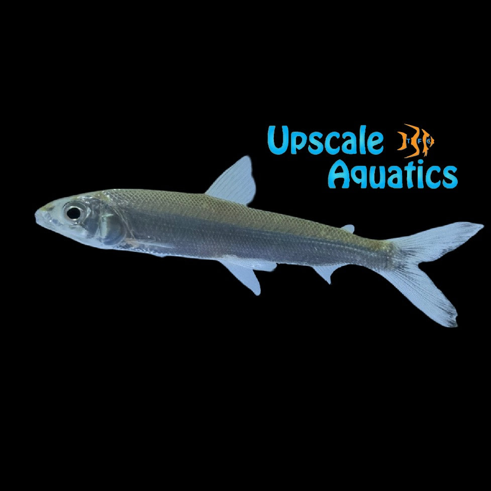 Argonectes Longiceps