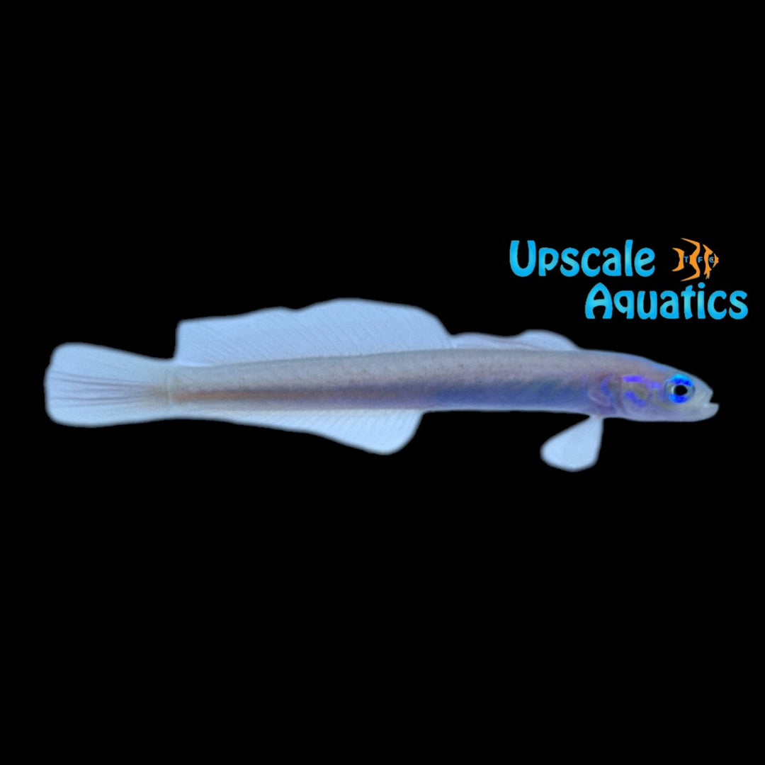 Redspot Dartfish (Ptereleotris rubristigma)
