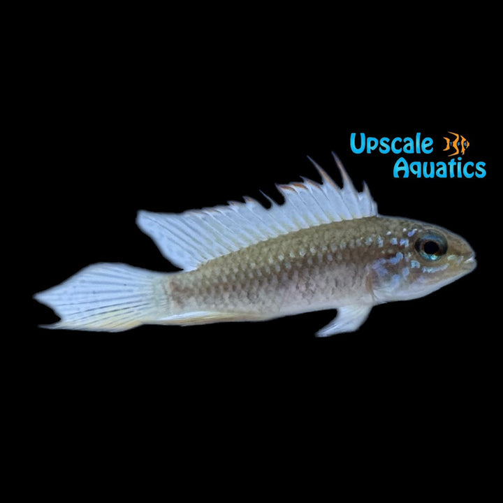 Apisto. Elizabethae (Apistogramma elizabethae)