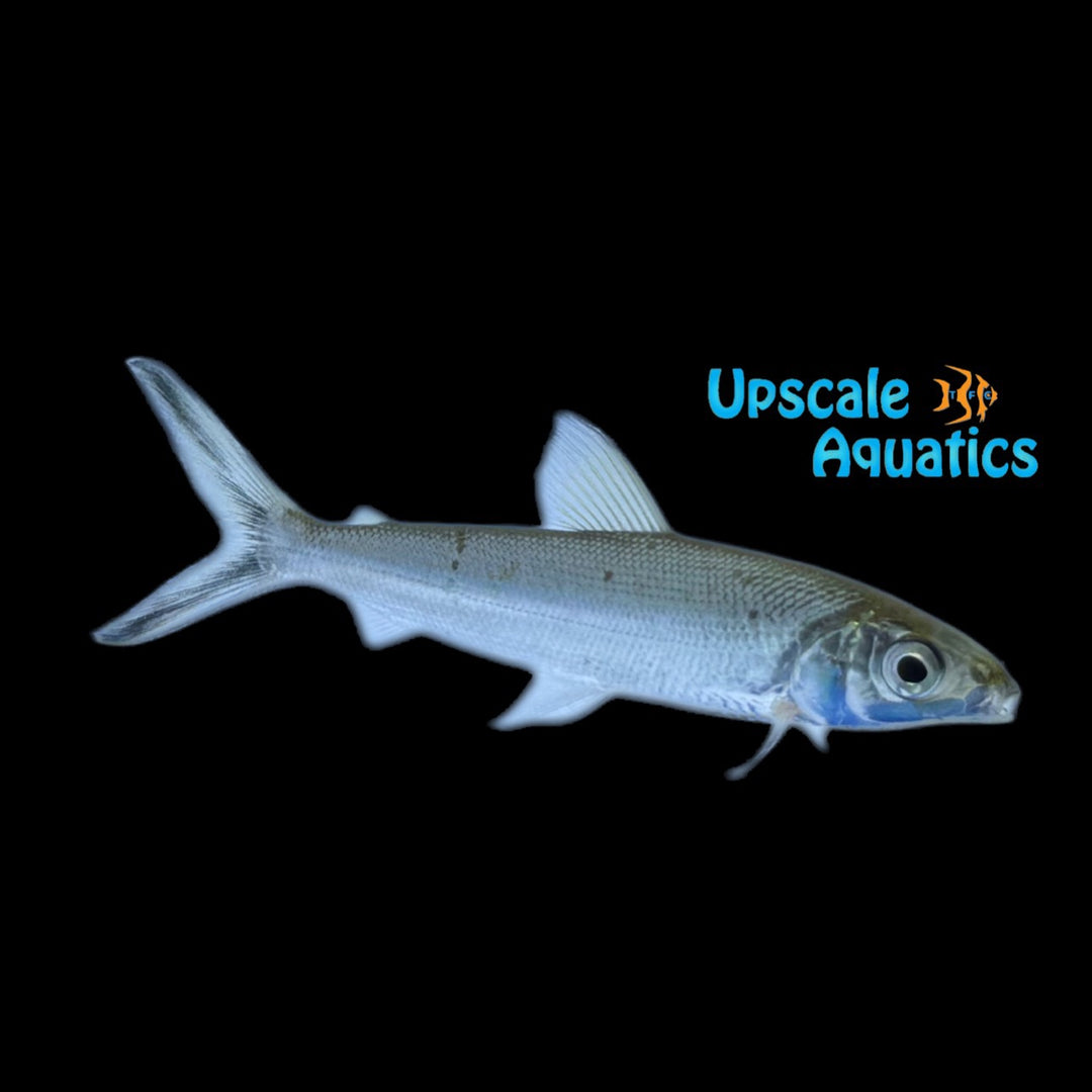 White Tail Hemiodus (Hemiodus immaculatus)