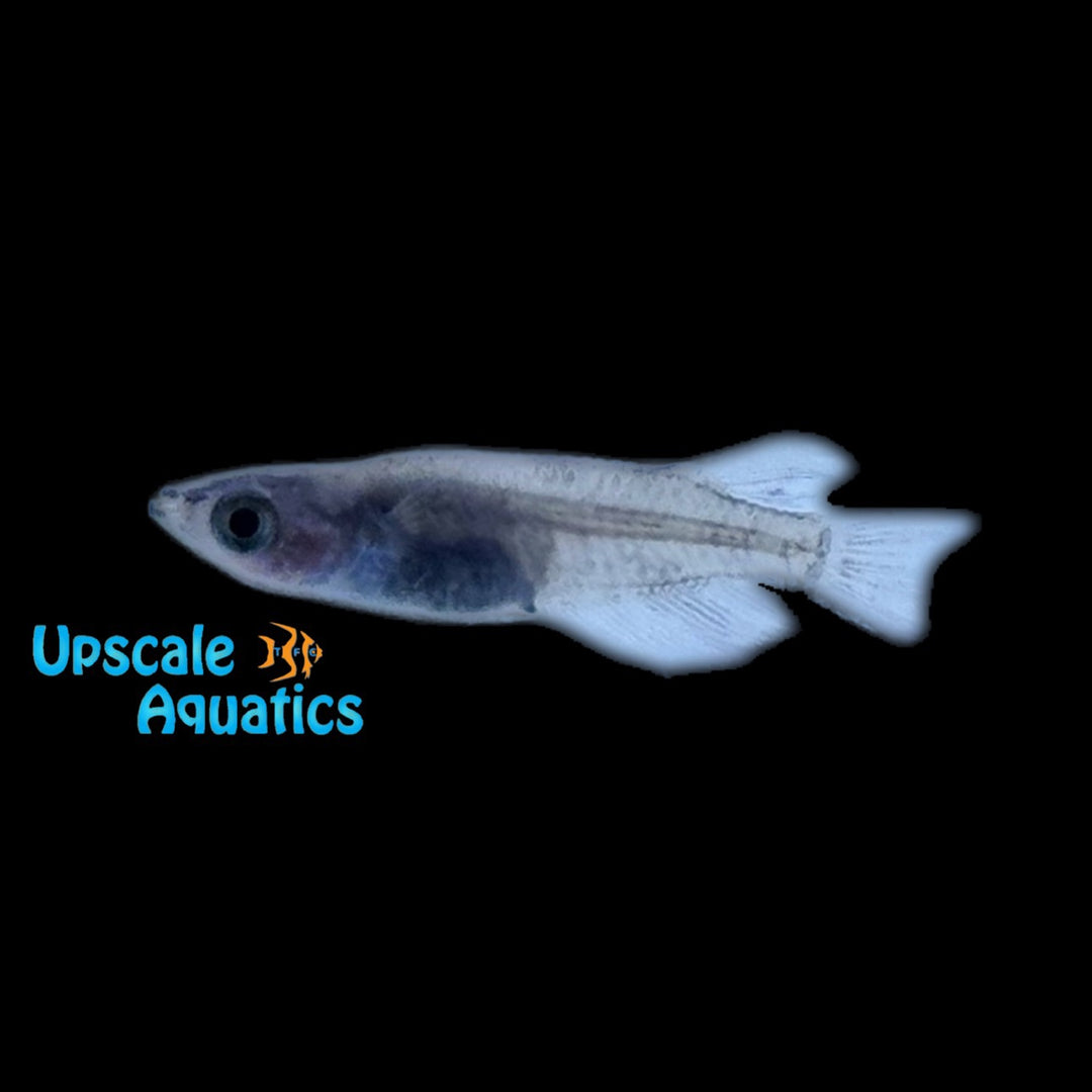 Black & White Nishiki Medaka Ricefish (Oryzias latipes)