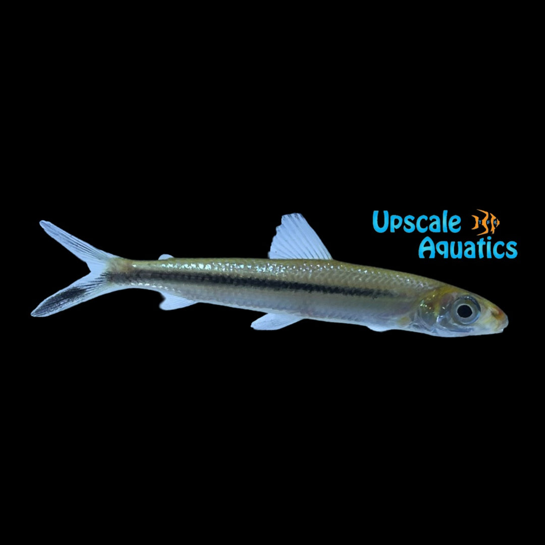 Diptail Hemiodus (Hemiodus thayeria)