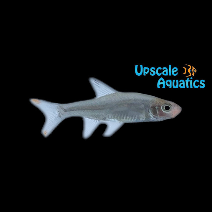 Asian Rummynose Rasbora (Sawbwa resplendens)