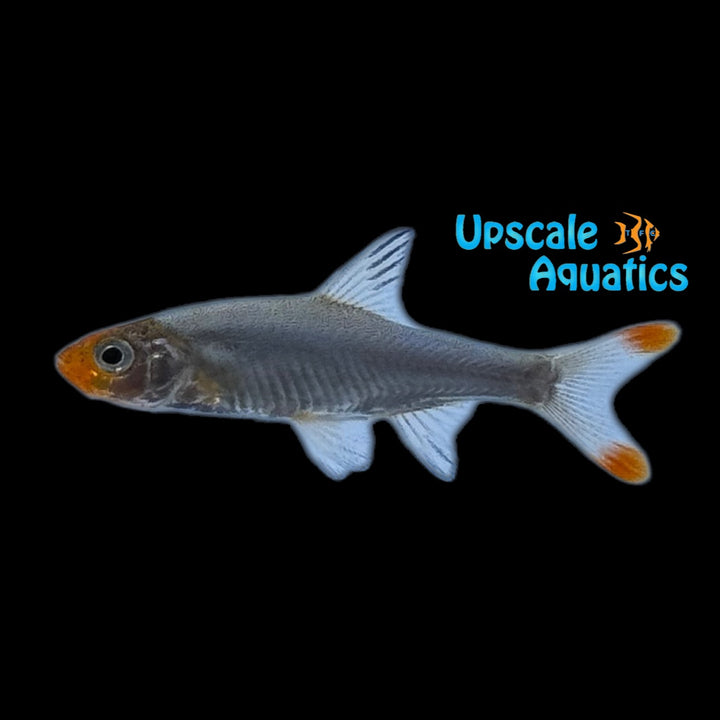 Asian Rummynose Rasbora (Sawbwa resplendens)