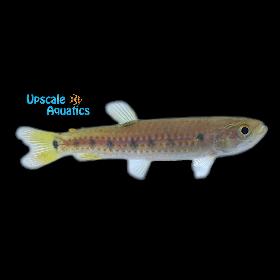 Spotted Wolf Tetra (Lebiasina multimaculata)