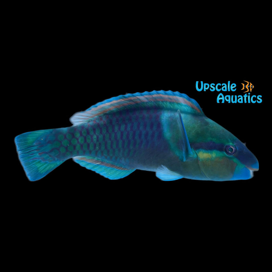 Bridled Parrotfish (Scarus frenatus)