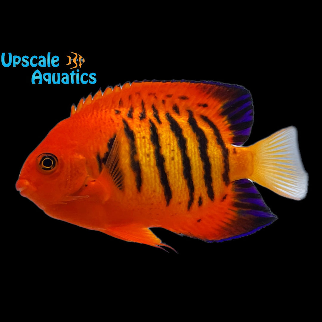 Flame Angelfish 'KWA' (Centropyge loricula)