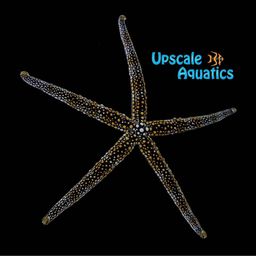 Orange Spotted Sea Star (Gomophia mamillifera)