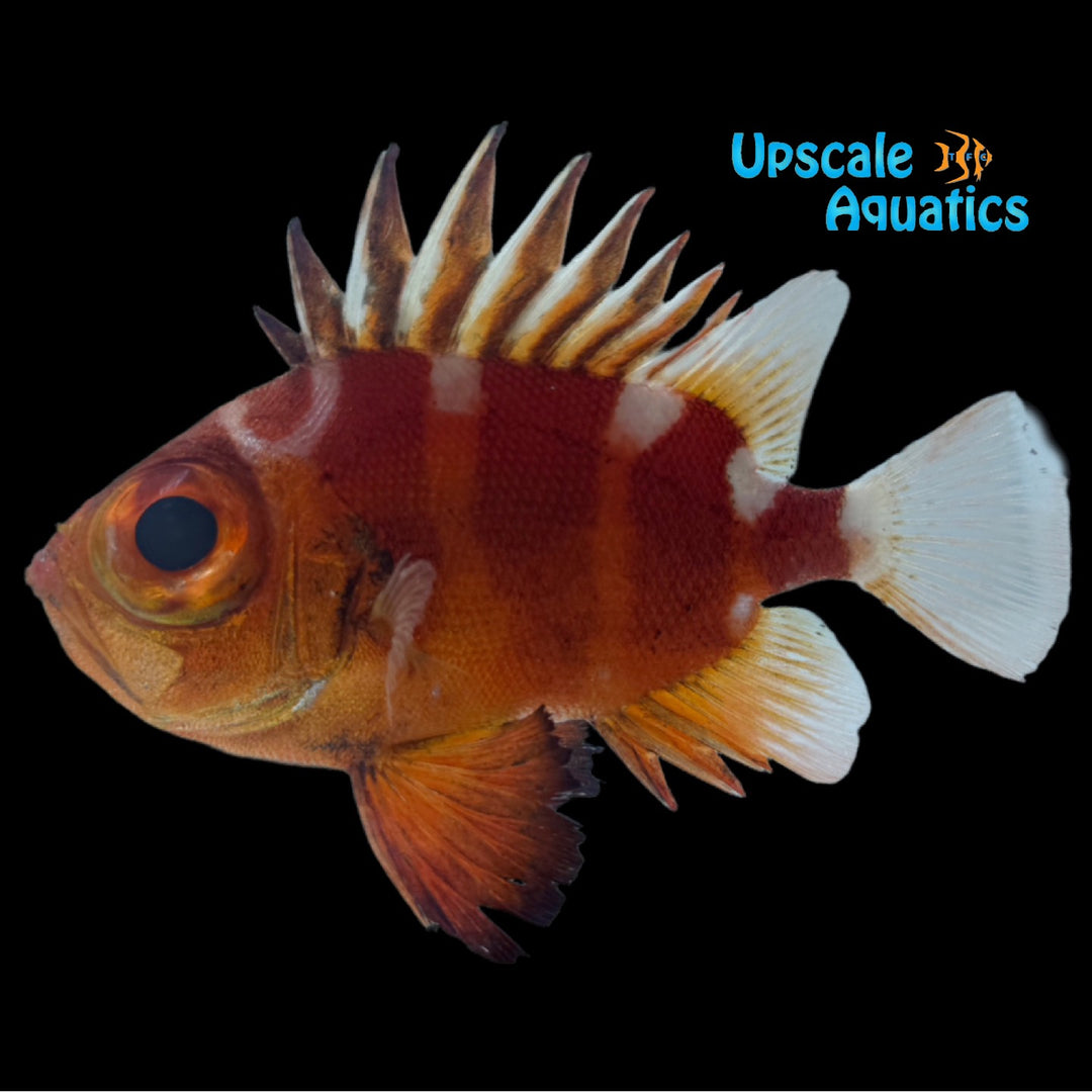 Japanese Bigeye Whitebar Soldierfish (Pristigenys niphonia)