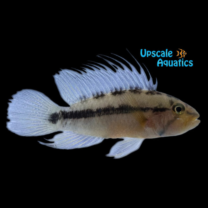 Sunset Apisto. (Apistogramma Atahualpa sunset)