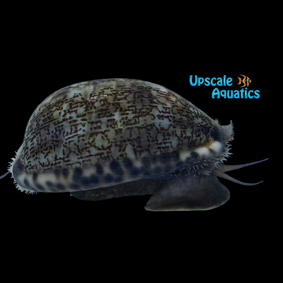 Arabian Cowrie (Mauritia arabica)
