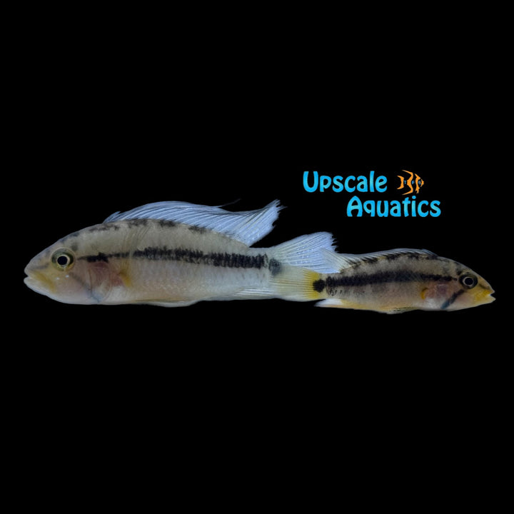 Sunset Apisto. (Apistogramma Atahualpa sunset)