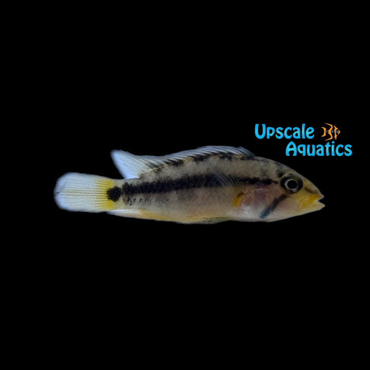 Sunset Apisto. (Apistogramma Atahualpa sunset)