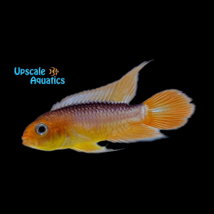 Fire Red Apisto. Agassizi (Apistogramma agassizi fire red)