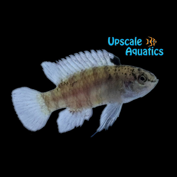 Black Tiger Badis (Dario sp. Pyjamas)