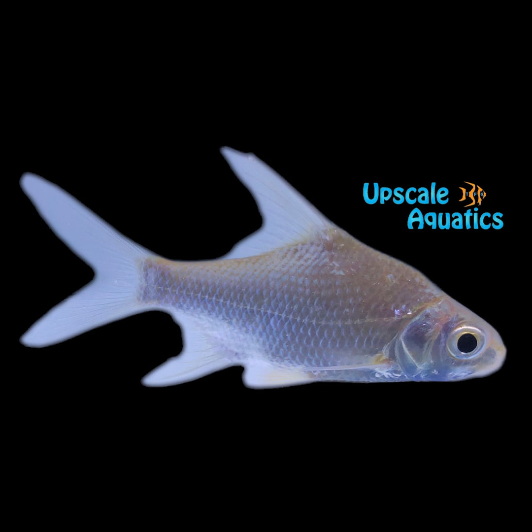 Sicklefin Barb (Enteromius haasianus)