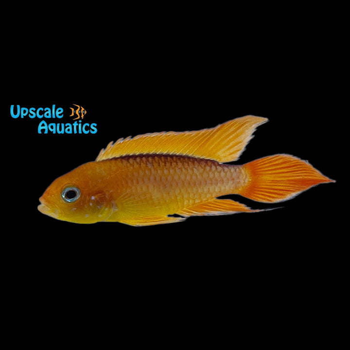 Fire Red Apisto. Agassizi (Apistogramma agassizi fire red)