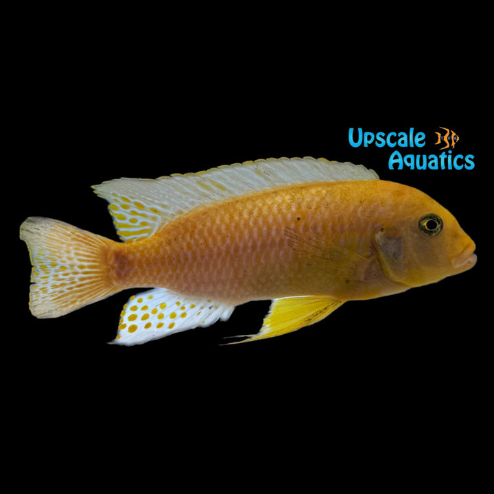Sunburst Orange Elongatus Cichlid (Pseudotropheus elongates orange sunburst)