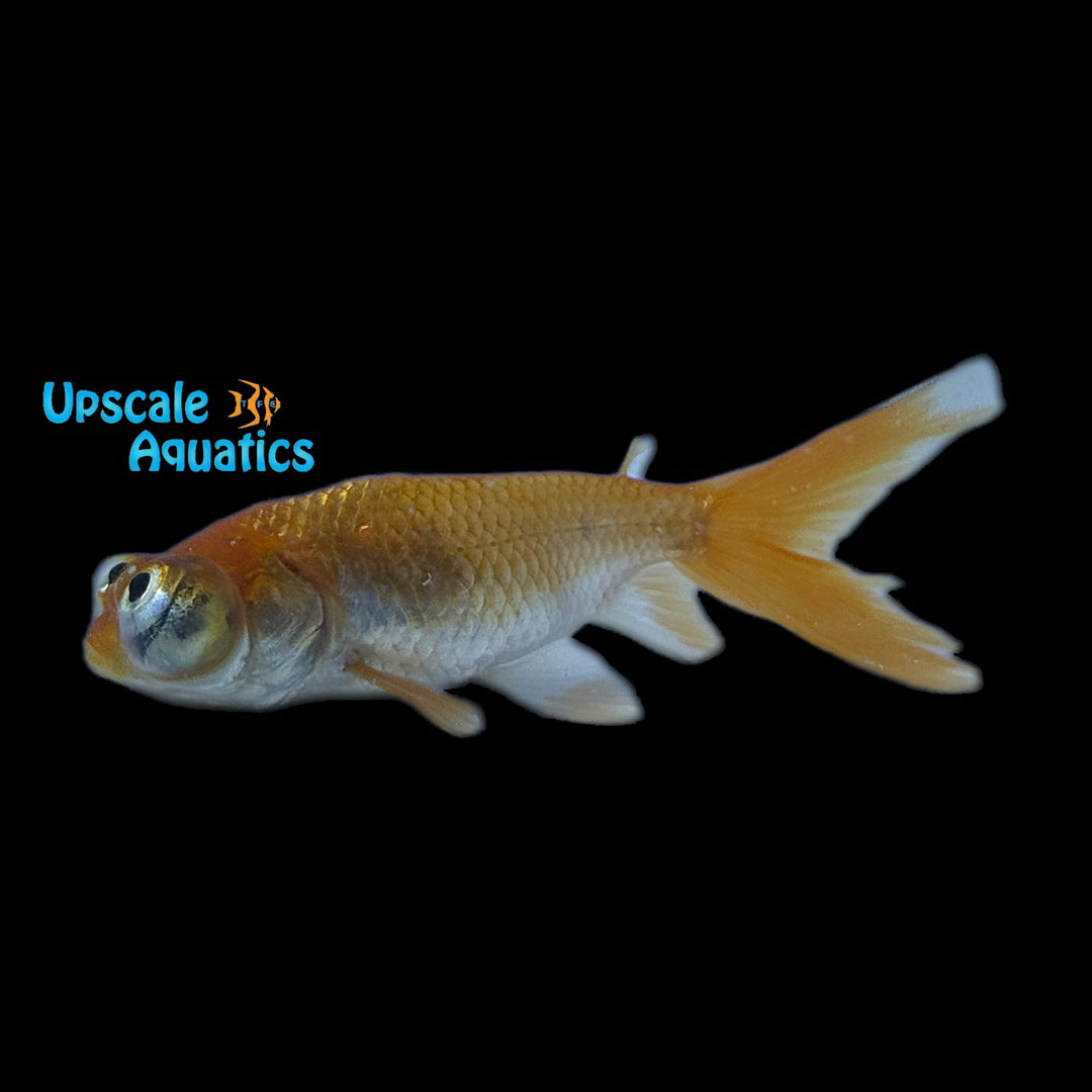 Assorted Celestial Eye Goldfish (Carassius auratus)