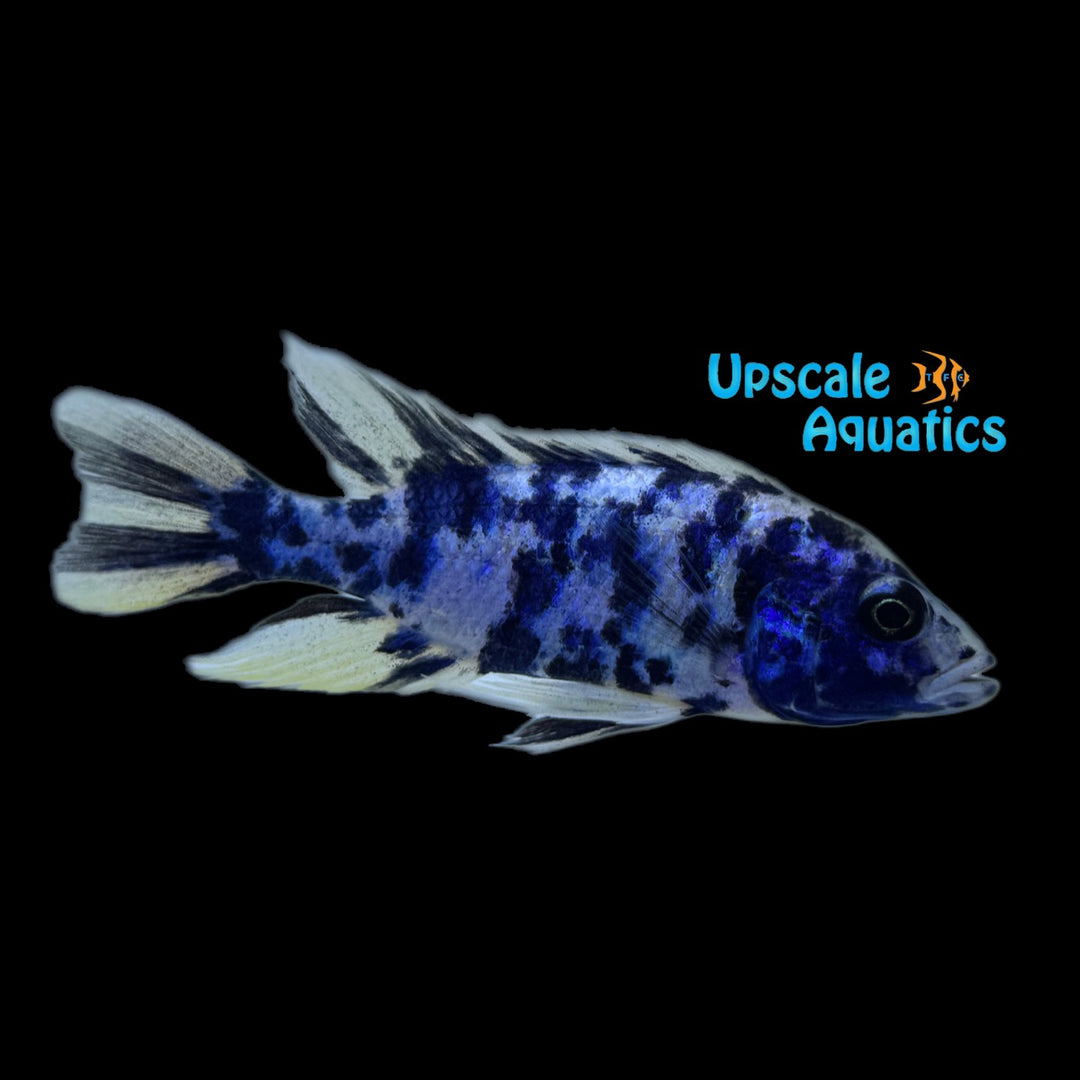 OB Electric Blue Hap (Sciaenochromis fryeri ob)