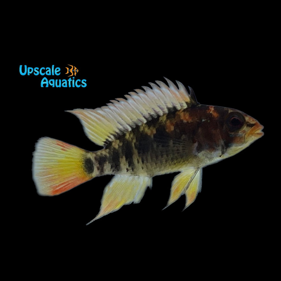 Apisto. Macmasteri (Apistogramma macmasteri)