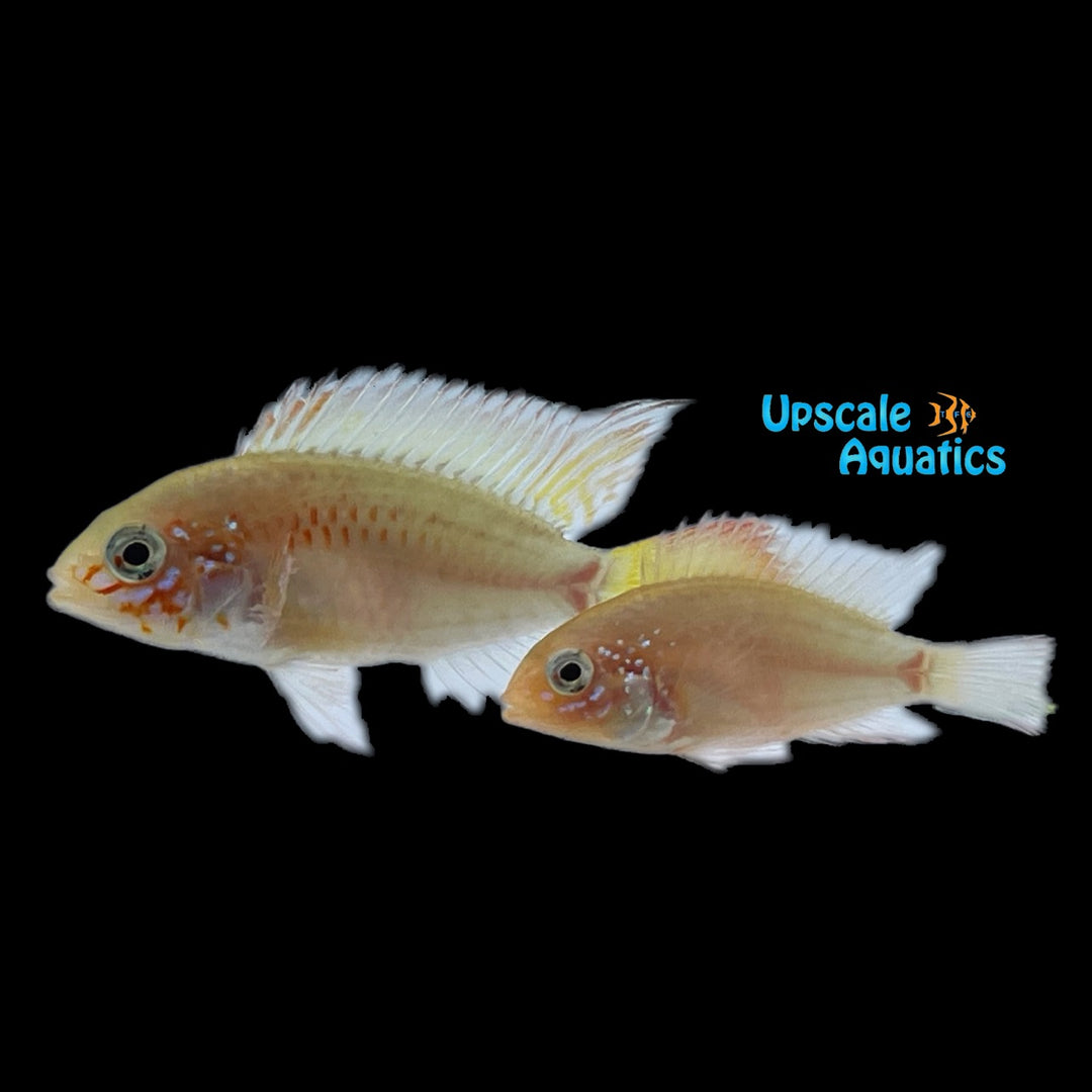 Gold Apisto. Macmasteri 'Red Neck' (Apistogramma macmasteri gold red neck)