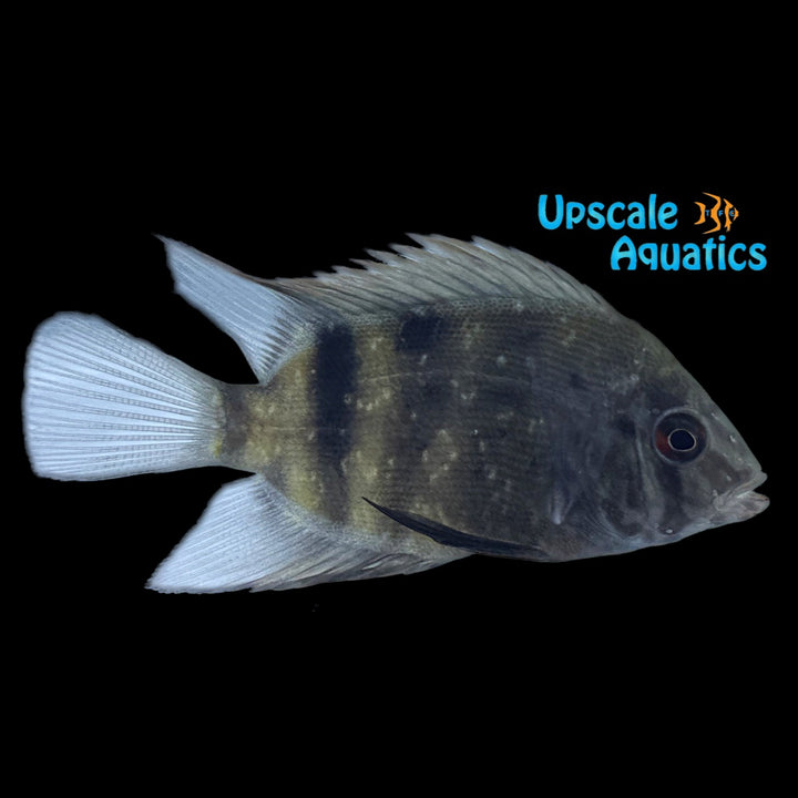 Panda Uaru (Uaru fernandezyepezi)