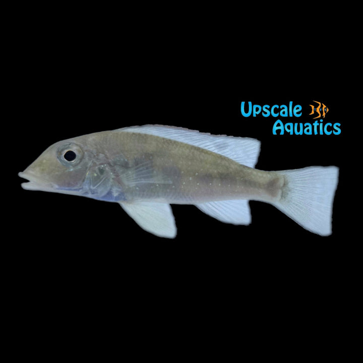 Retroculus Lapidifer