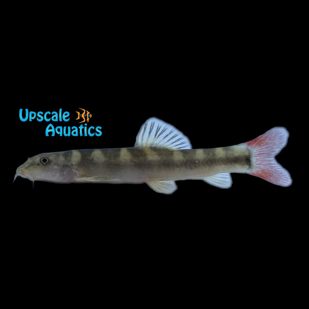 Yunnan Redtail Tiger Loach (Schistura sp. 'Yunnan')