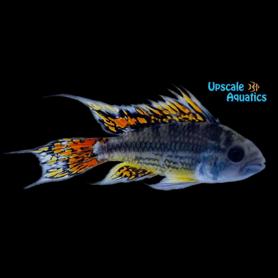 Triple Red Apisto. Cacatuoides (Apistogramma cacatuoides triple red)