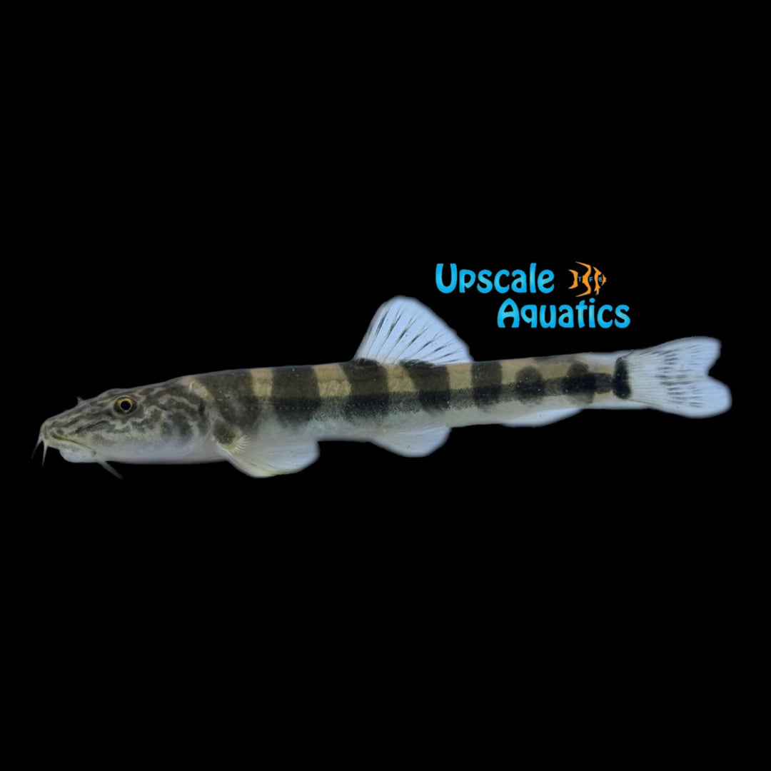Metallic Tiger Loach (Schistura cf. macrotaenia)