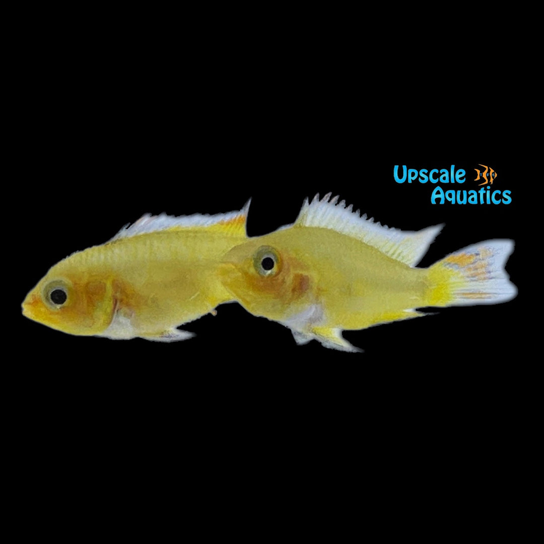 Golden Apisto. Cacatuoides (Apistogramma cacatuoides golden)